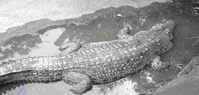 tour-crocodile-farm-wat-sing-chai-nat