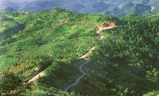 tour doi mae salong chiang rai 3