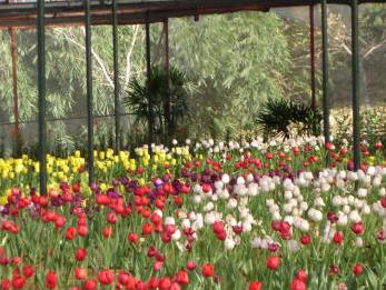 tour hua mae kam agricultural center chiang rai