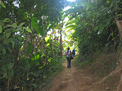 tour huay kaew waterfall chiang rai 2