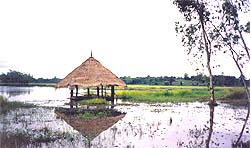 tour nong keaw county public swamp chiang rai