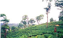 tour paya pri tea gardens chiang rai