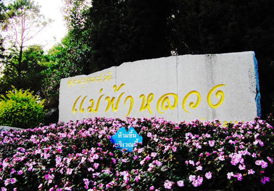 tour suan rookachat mae faluang chiang rai