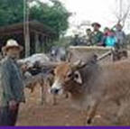 tour tour kien farm khum chao meung chiang rai