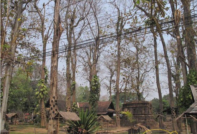 tour wat phra that chedi luang chiang rai 3