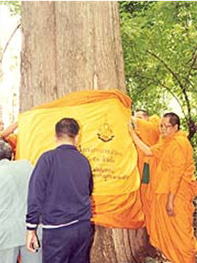 chum chon dong pu loei forest