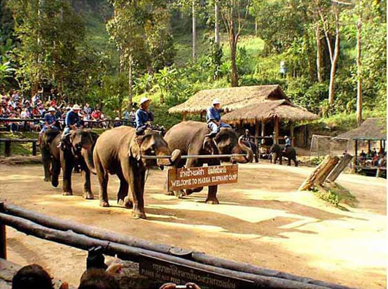 thai elephant conservation centre lampang 2