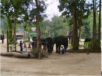 thai elephant conservation centre lampang