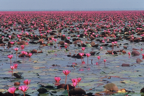 ทัวร์ บึงบอระเพ็ด จังหวัดนครสวรรค์ tour-buengborapet-nakhon-sawan