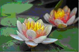 tour-lotus-museum-pathum-thani