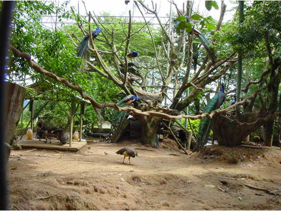 tour open zoo khao kho phetchabun