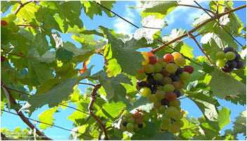 tour dong charuen grape garden phichit