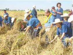 tour harvest neighbors phichit