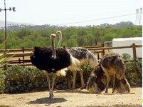 tour ostrich farm kajorn phichit