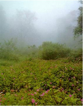 tour phu hin rong kla national park phitsanulok 3