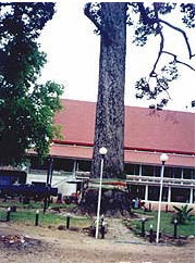 tour wat don tong phitsanulok 2