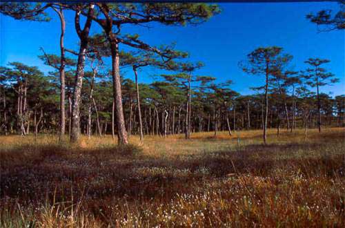 tour-larn-par-son-phitsanulok