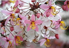 tour history miscelleneous ratchaburi 3