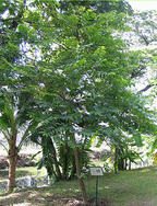 tour history miscelleneous ratchaburi 4