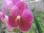 tour-landa-orchid-farm-ratchaburi