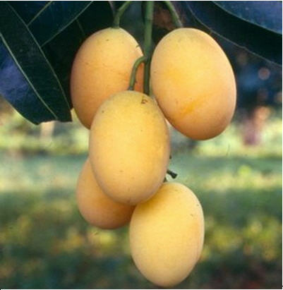 ทัวร์ สวนบุญชอบ เอมอิ่ม จังหวัดสุโขทัย suan boon shob sukhothai