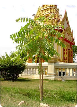 ทัวร์ ตันไม้ประจำจังหวัด จังหวัดอุทัยธานี tour history miscelleneous uthai thani 2