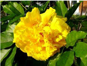 ทัวร์ ดอกไม้ประจำจังหวัด จังหวัดอุทัยธานี tour history miscelleneous uthai thani 3