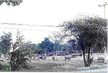 tour-cattle-cow-market-uthai-thani