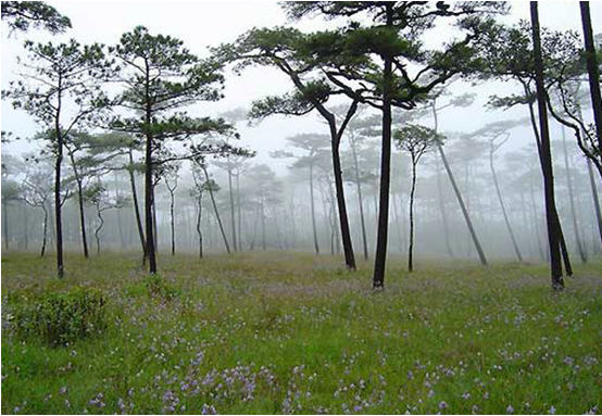 pu soi dao national park uttaradit