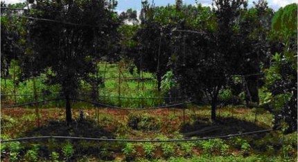 tour-sweet-farm-myanmar