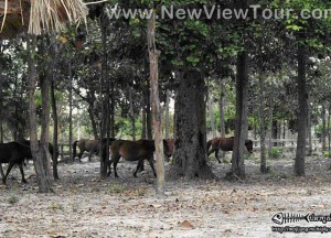 ทัวร์ ชมรมอนุรักษ์ม้าพื้นเมือง จังหวัดอุบลราชธานี tour-horse-club-ubon-ratchathani-2