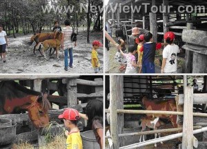ทัวร์ ชมรมอนุรักษ์ม้าพื้นเมือง จังหวัดอุบลราชธานี tour-horse-club-ubon-ratchathani