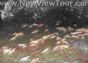 ทัวร์ แก่งลำดวน จังหวัดอุบลราชธานี tour-kaenglumduan-ubon-ratchathani-2