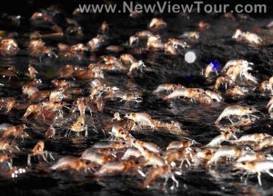 ทัวร์ แก่งลำดวน จังหวัดอุบลราชธานี tour-kaenglumduan-ubon-ratchathani-3