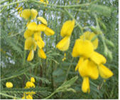 ทัวร์ ดอกไม้ประจำจังหวัด จังหวัดพระนครศรีอยุธยา tour history miscelleneous ayutthaya 4