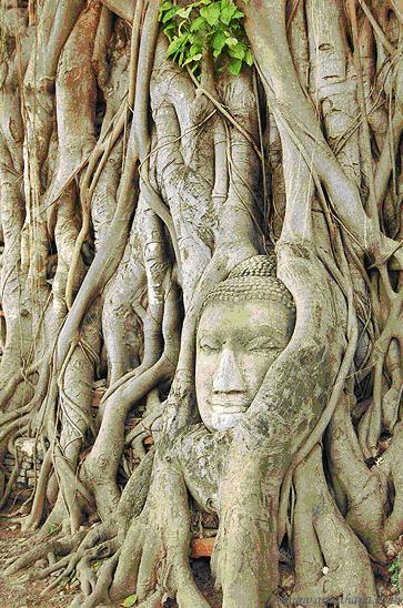 tour-wat-mahathart-ayutthaya