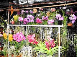 tour-flower-center-1-nakhon-nayok