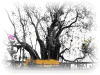 tour-ton-pho-si-maha-pho-prachin-buri