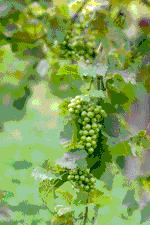 tour-phu-amorn-vineyard-saraburi