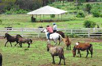 tour-racing-horse-farm-saraburi