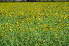 tour-sunflower-field-2-saraburi