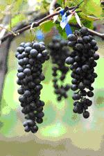 tour-wangderrae-vineyard-saraburi