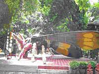 tour-giant-tamarind-wat-care-3-suphan-buri