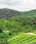 tour-mali-vineyard-1-saraburi