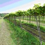 tour-papatsara-vineyard-saraburi