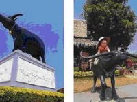 tour-thai-buffalo-conservation-village-suphan-buri